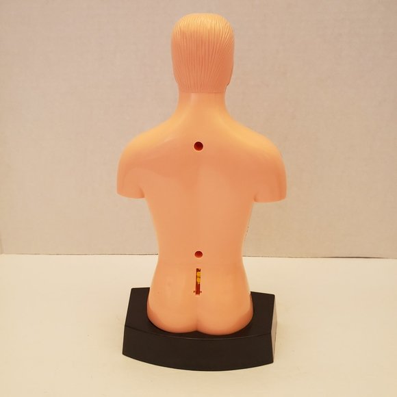 Medical Training Aid Torso Decor - Picture 7 of 9